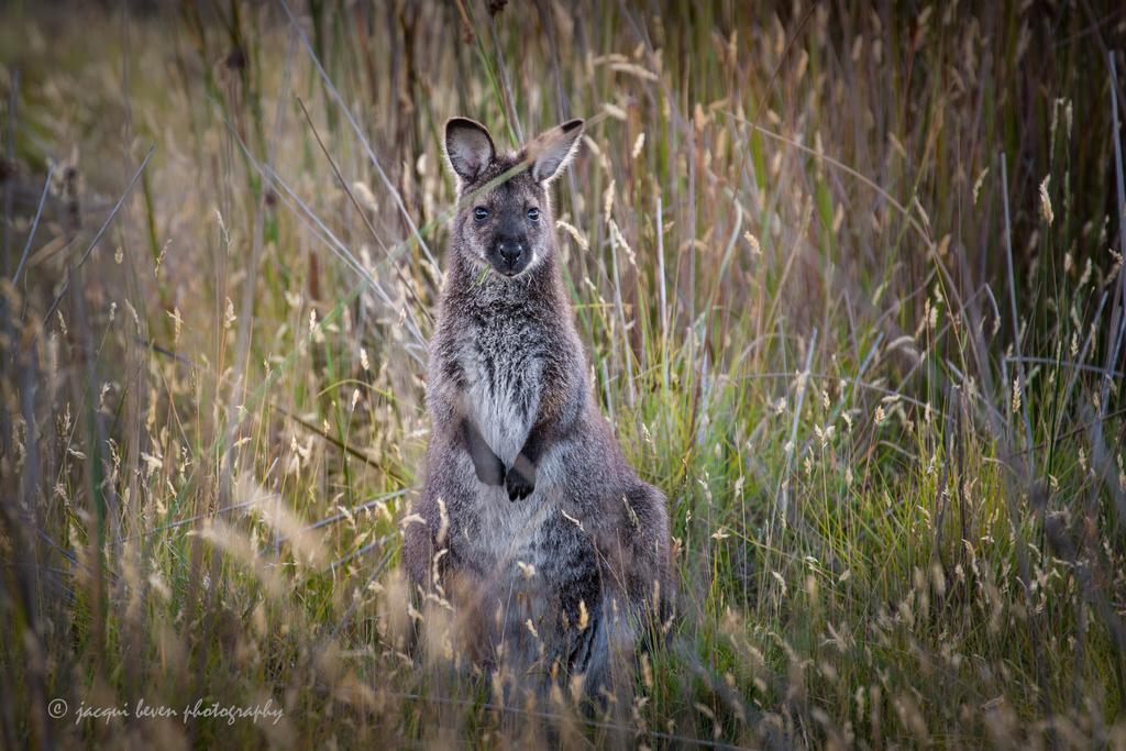 Pearl Hawley Beach Port Sorell Esterno foto